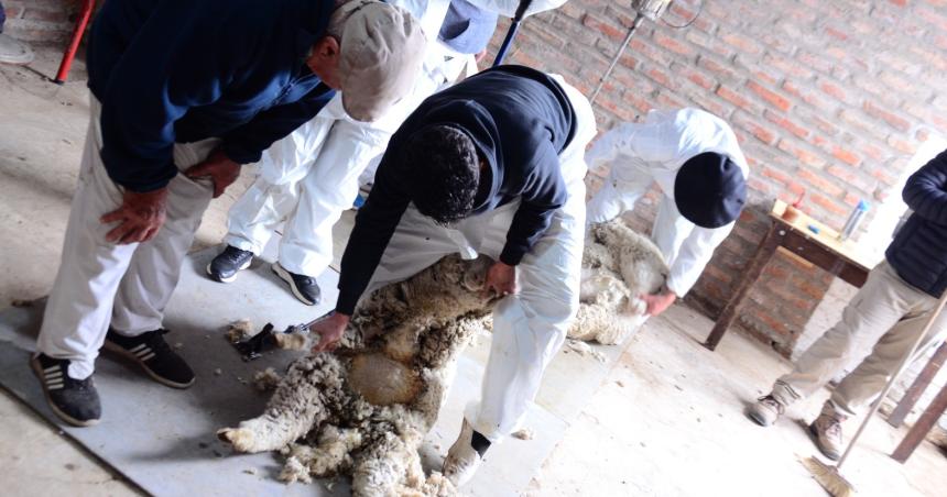 Realizaron capacitacioacuten en esquila ovina en General Acha