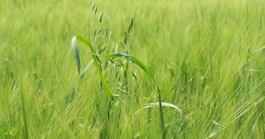 Control de Avena Fatua en el Cultivo de Trigo