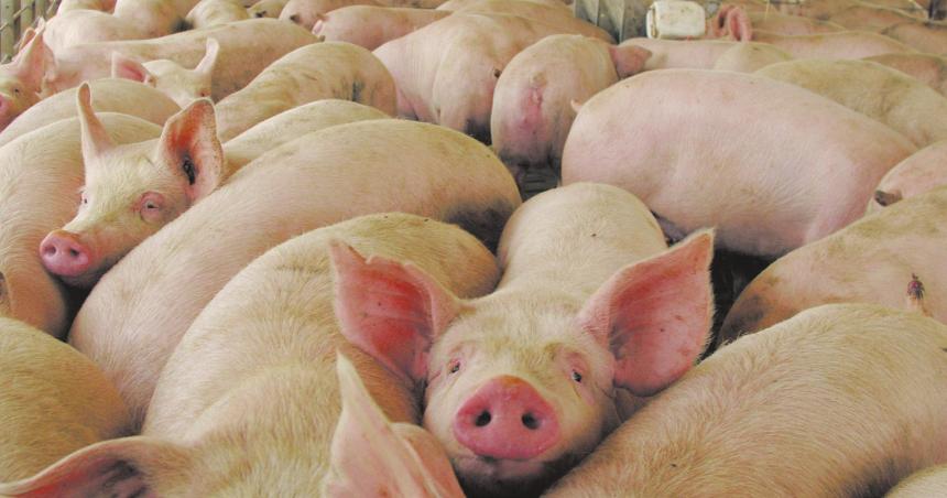 Triquinosis- la oposicioacuten pregunta si se controla a chancheriacuteas y carniceriacuteas