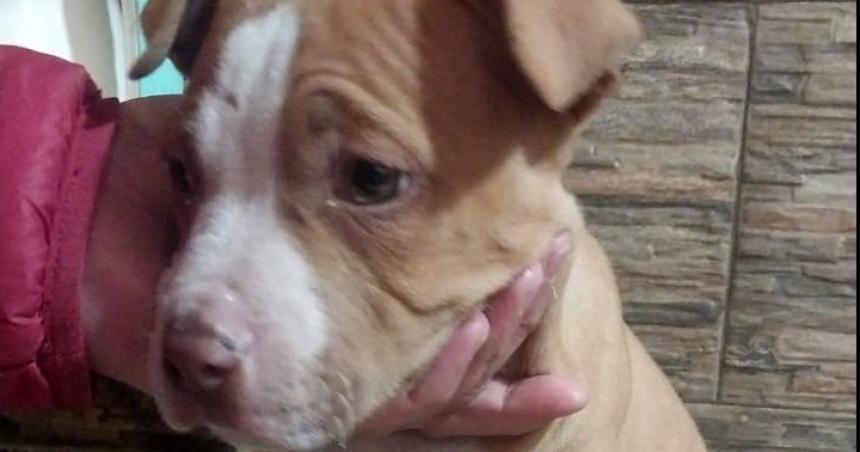 General Pico- entroacute a robar a una vivienda y se llevoacute hasta el perro
