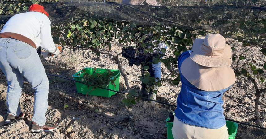 Vinos de Pichi Huinca- arrancaron con 200 plantas y ya tienen 12000