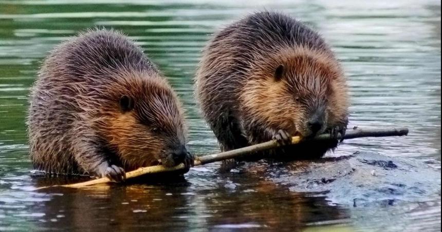 Adorables animales extintos volvieron a la vida
