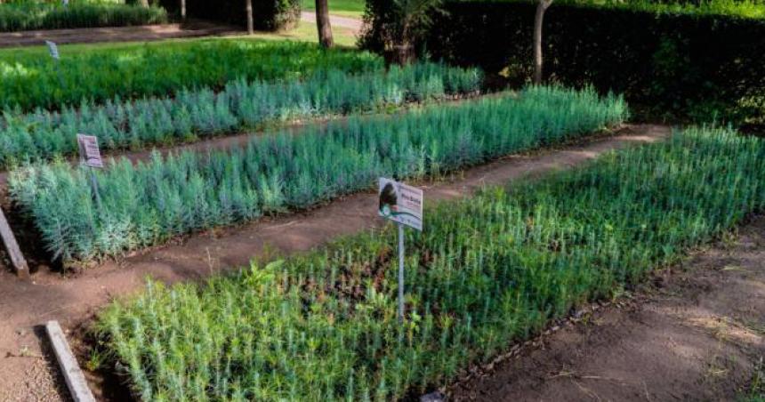 Siguen vendiendo en viveros provinciales