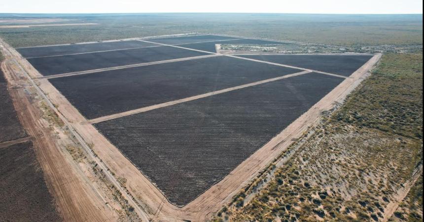La Caja Forense cultivaraacute maacutes de 40000 plantas de pistachos en Casa de Piedra