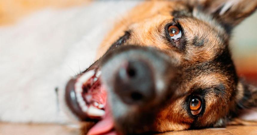 iquestCuaacutel es el origen de la frase el perro es el mejor amigo del hombre