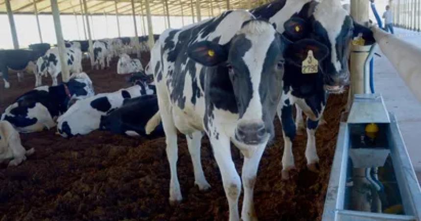 Guintildeo al campo- Milei eliminoacute retenciones a productos agroindustriales