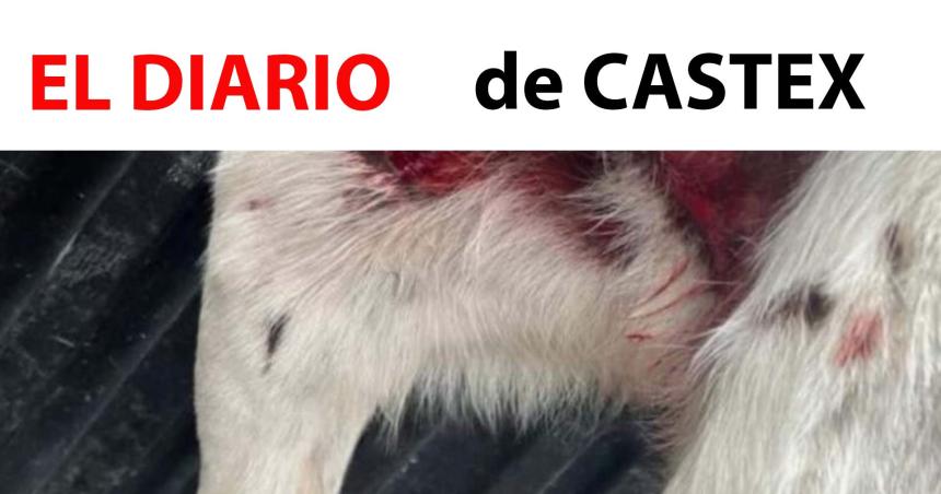Atropelloacute un perro muy querido por los vecinos