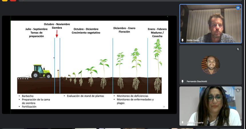 Confirman que hay condiciones altamente favorables para cultivar caacutentildeamo en La Pampa