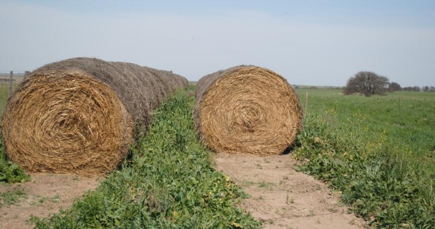 Ampliacutean el aacuterea en emergencia agropecuaria por sequiacutea