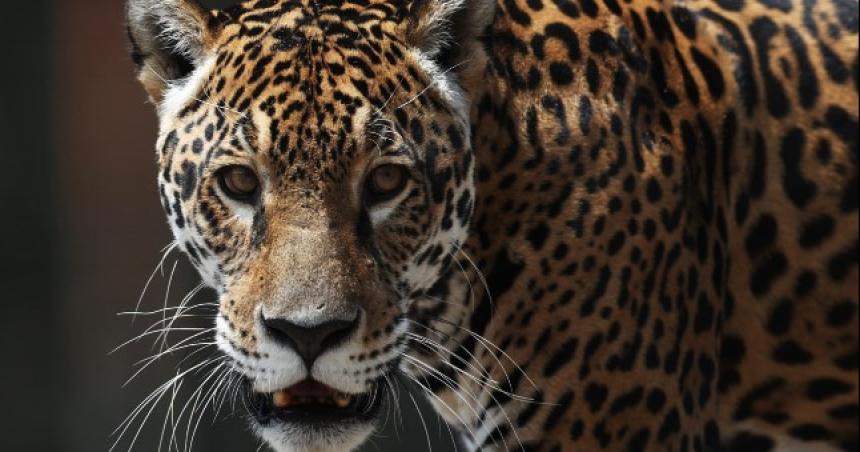 Bolivia- tres jaguares sobrevivieron al traacutefico de fauna silvestre y disfrutan de su nueva vida