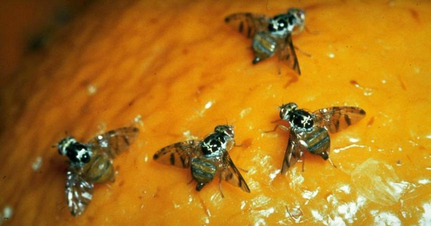 Mosca de los frutos- Provincia auxilia con fondos tras el abandono de Nacioacuten