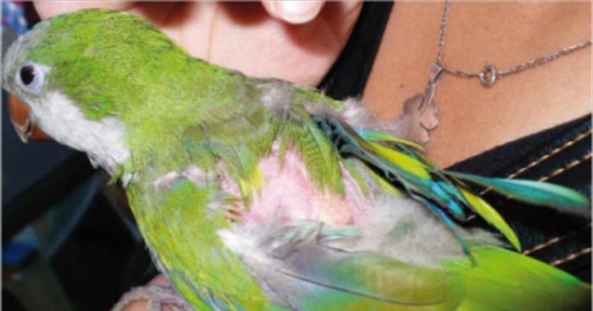 Confirman un caso de psitacosis- el paciente se encuentra fuera de peligro