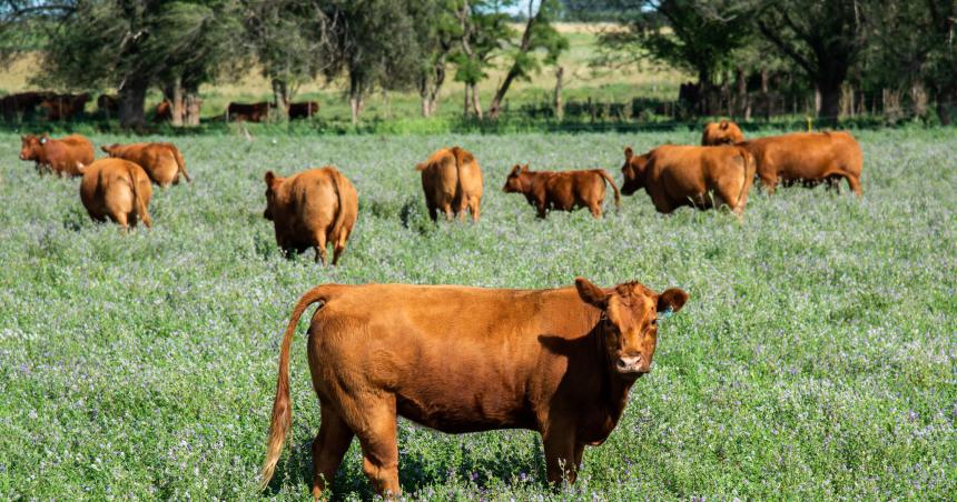 Precisiones y nuacutemeros reales sobre la carga tributaria al campo pampeano