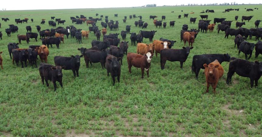Alerta por medidas de Nacioacuten que permitiriacutean la exportacioacuten de ganado en pie