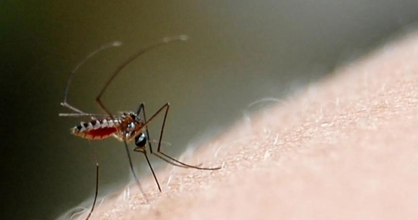 Confirmaron un caso de dengue importado en Santa Rosa