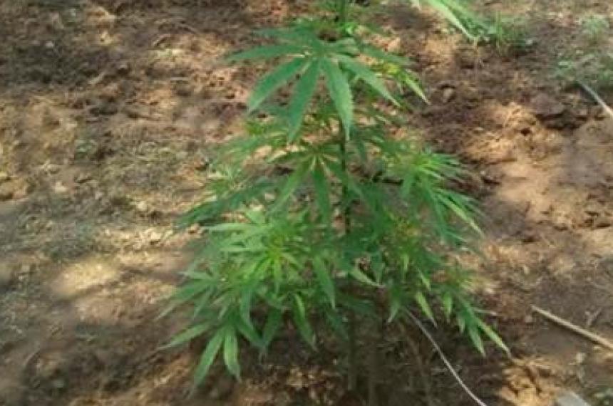 Una mujer de 60 antildeos denuncioacute el robo de una planta de marihuana