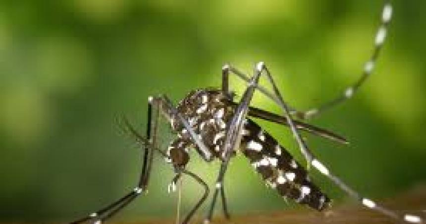 Ya se registraron 65 casos de dengue en lo que va del 2025