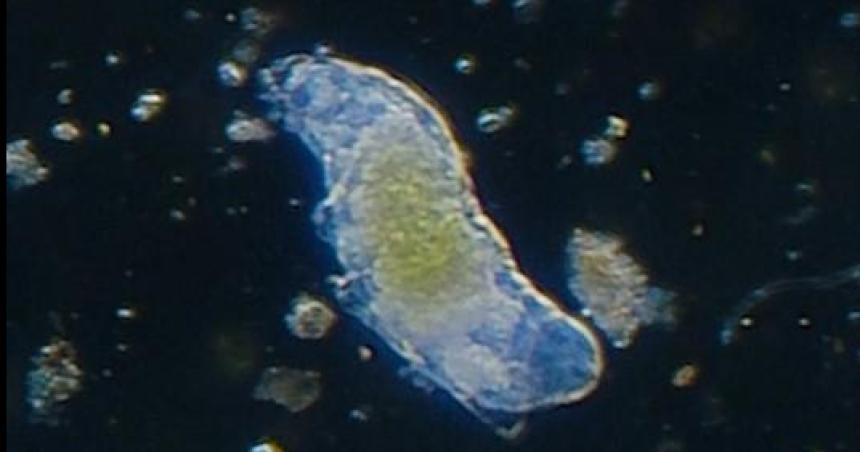 Muestra temporal Tardiacutegrados- hacer visible lo invisible en el MPHN