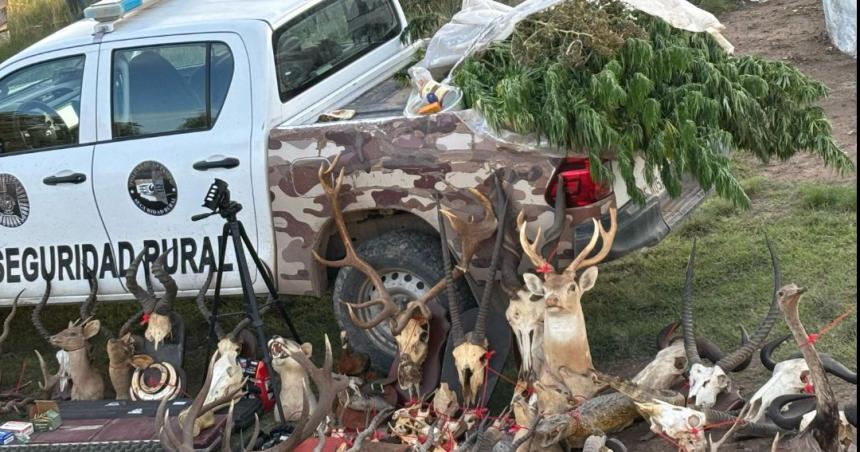 Secuestraron armas trofeos de caza y plantas de marihuana en un campo de Valle Daza