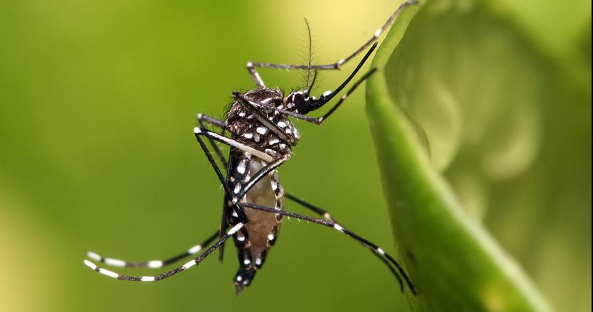 Se duplicaron los casos de dengue en Pico de 62 a 127