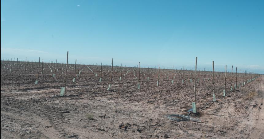 Se puso en marcha el proyecto de pistachos de la Caja Forense