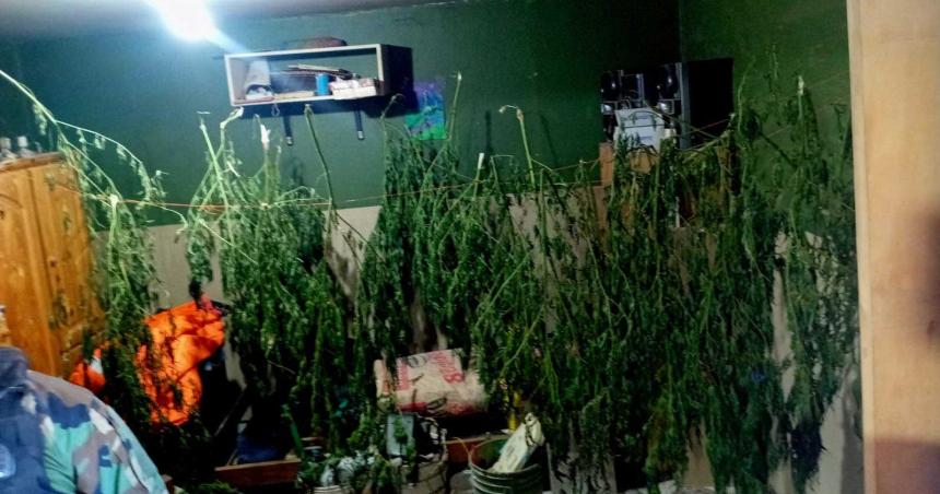 Un detenido por disparar contra una vivienda y poseer plantas de cannabis