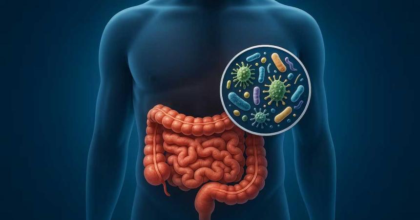 Microbiota intestinal- coacutemo es el nuevo enfoque que busca tratar infecciones sin antibioacuteticos