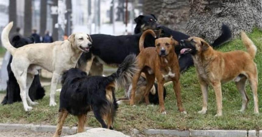 Duras sanciones a duentildeos de perros que atacaron a personas