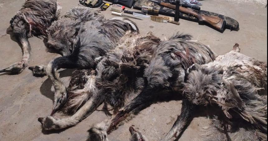 Furtivos de Santa Isabel mataron seis ntildeanduacutees