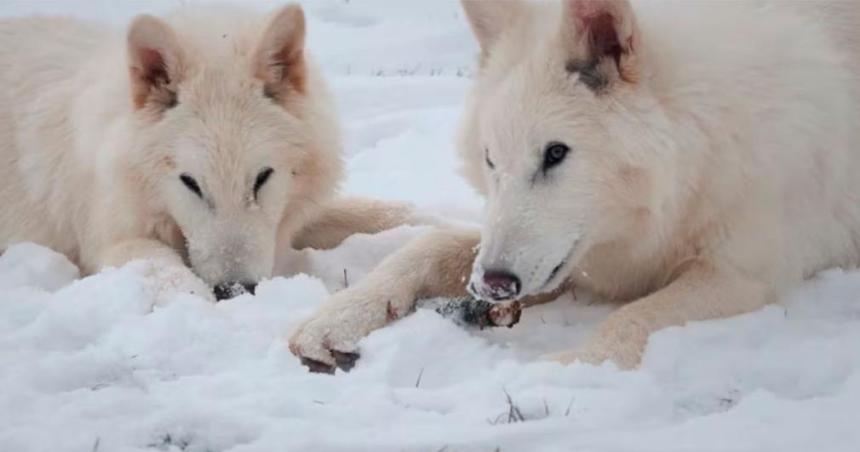 Cientiacuteficos aseguran haber revivido al lobo terrible que se habiacutea extinguido hace maacutes de 10 mil antildeos