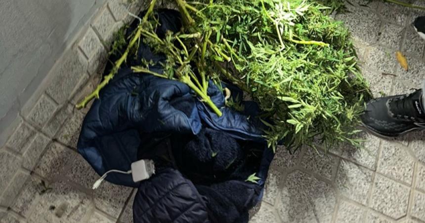 Corriacutean con dos plantas de cannabis y los demoroacute la policiacutea