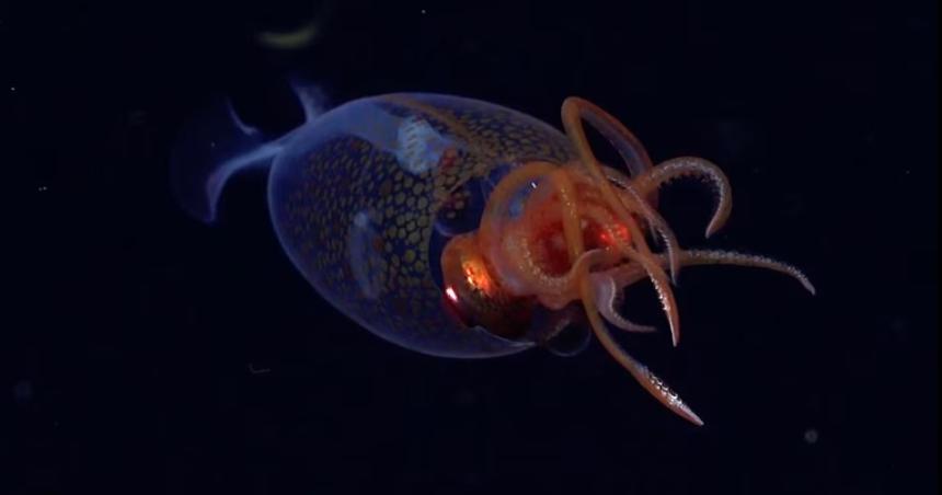 Cientiacuteficos lograron por primera vez captar en video a un calamar colosal en su entorno natural