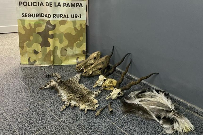 Secuestran armas y trofeos de caza en un campo de Toay