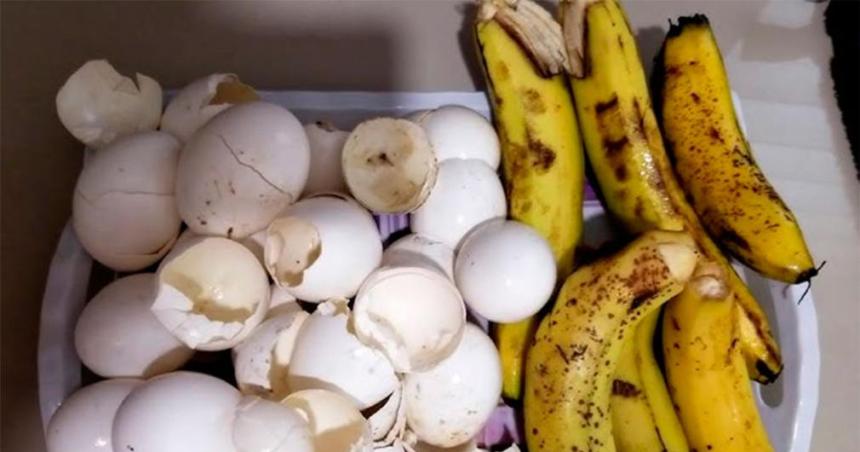 Los increiacutebles beneficios de mezclar las caacutescaras de huevos y bananas para las plantas