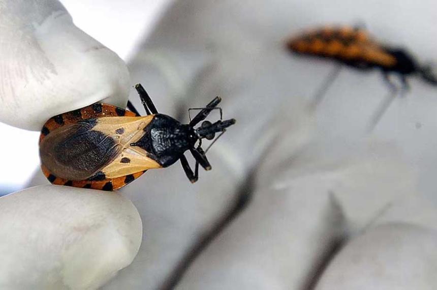 Un medicamento contra el caacutencer podriacutea ayudar a tratar la fase croacutenica del Chagas