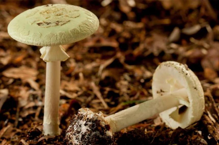 Hongos venenosos- un muerto y una familia intoxicada por consumir el sombrero de la muerte