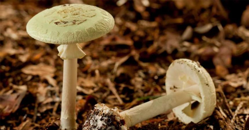 Hongos venenosos- un muerto y una familia intoxicada por consumir el sombrero de la muerte