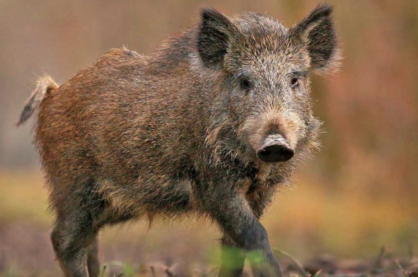Detectaron tres nuevos casos de jabaliacutees con triquinosis
