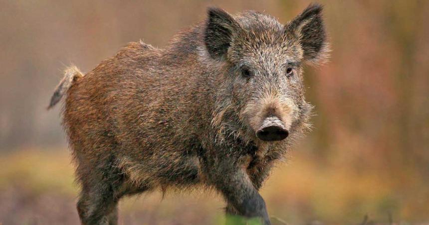 Detectaron tres nuevos casos de jabaliacutees con triquinosis