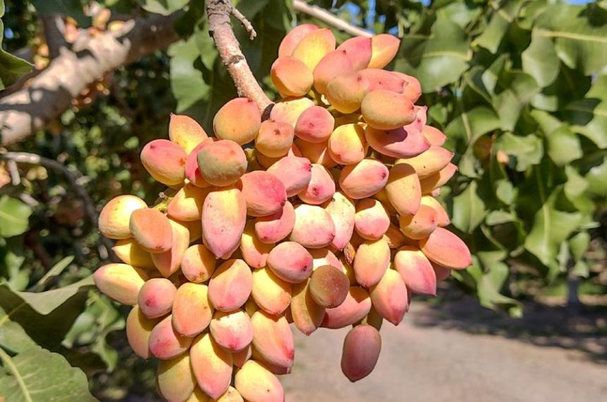 Jornada teacutecnica sobre pistacho y frutos secos en Casa de Piedra