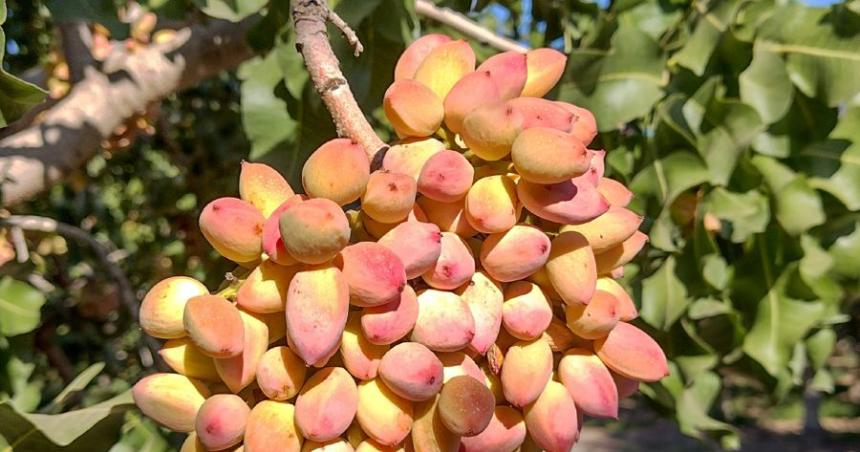 Jornada teacutecnica sobre pistacho y frutos secos en Casa de Piedra