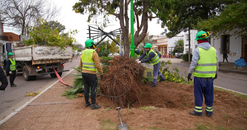 Comenzoacute la intervencioacuten del arbolado urbano de la Avenida San Martiacuten de Pico