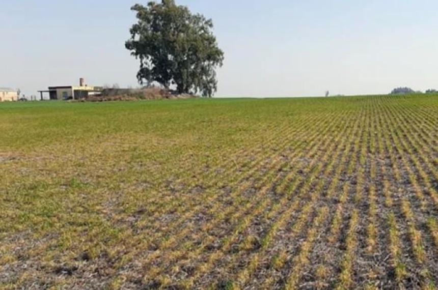 Productores agropecuarios pampeanos bancan el rumbo econoacutemico del paiacutes