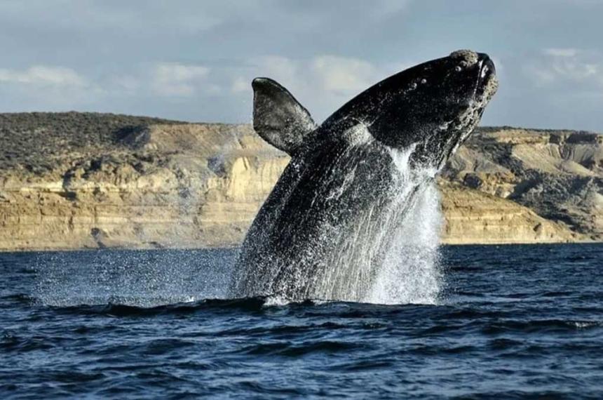 Puerto Madryn daraacute inicio a su Temporada de Ballenas