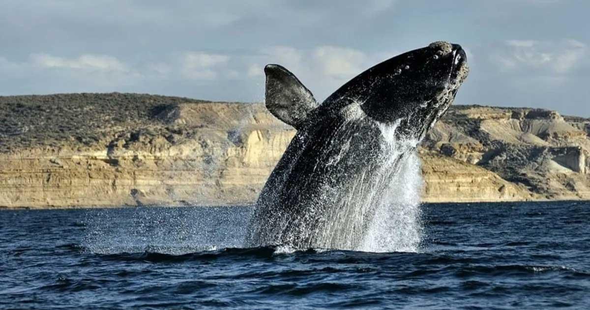Puerto Madryn daraacute inicio a su Temporada de Ballenas