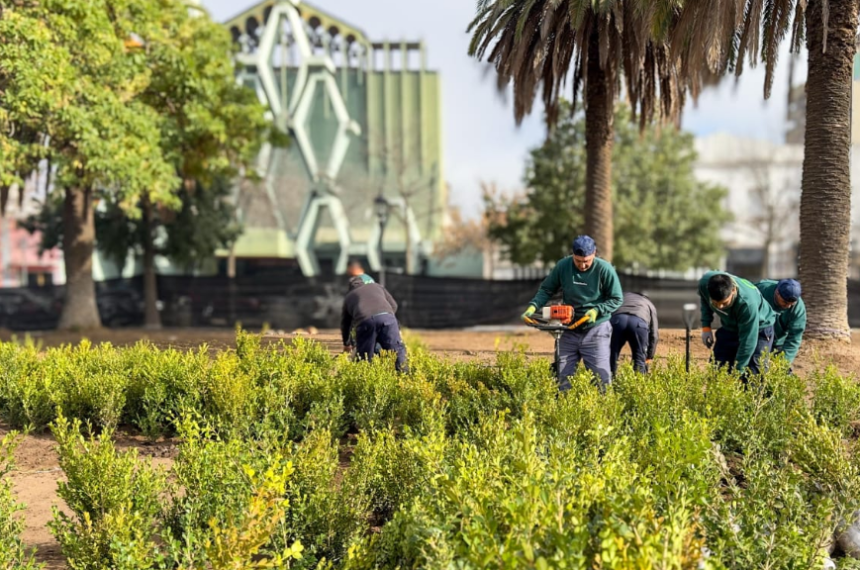 Comenzaron a plantar nuevas especies en la Plaza San Martiacuten 