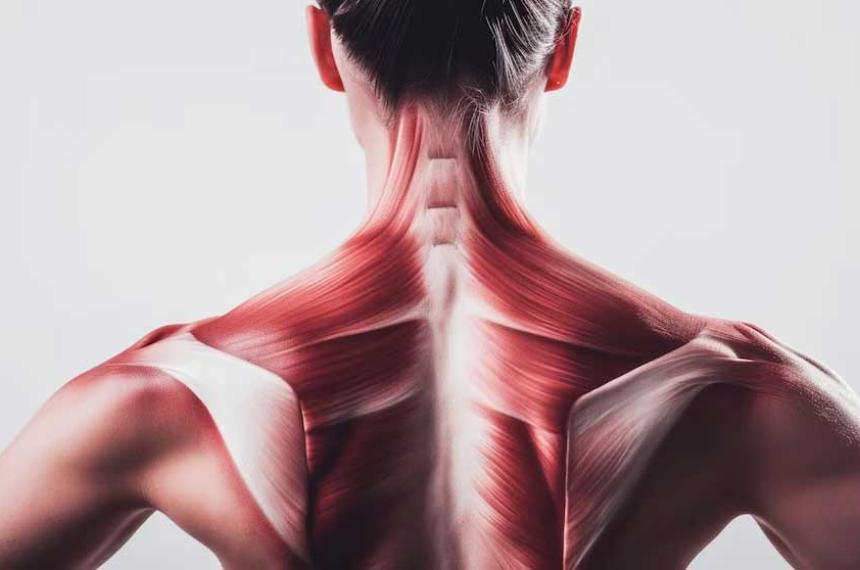 Descubren coacutemo rejuvenecer las ceacutelulas madre musculares y mejorar la fuerza