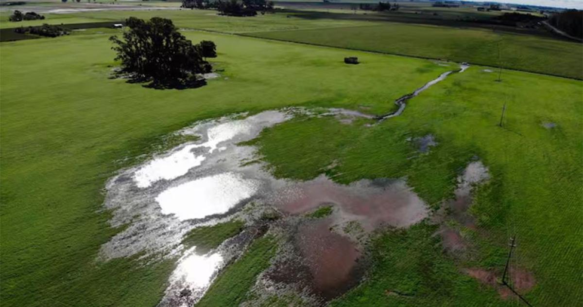 Se achicoacute en 100000 hectaacutereas la siembra de un cultivo que aporta maacutes de US3000 millones