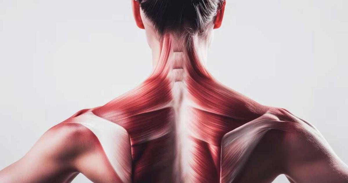 Descubren coacutemo rejuvenecer las ceacutelulas madre musculares y mejorar la fuerza