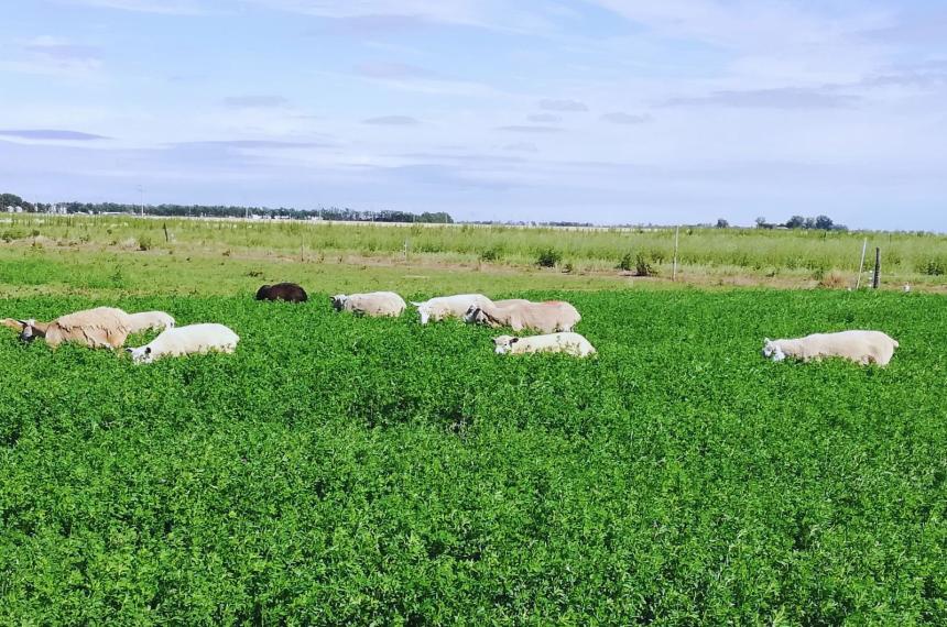 Alfalfa- el lado oscuro de su modelo de explotacioacuten industrial